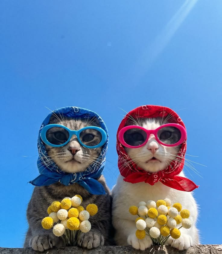 beautywallss's tweet photo. Cute cat vibe https://t.co/b0iS0OY81H