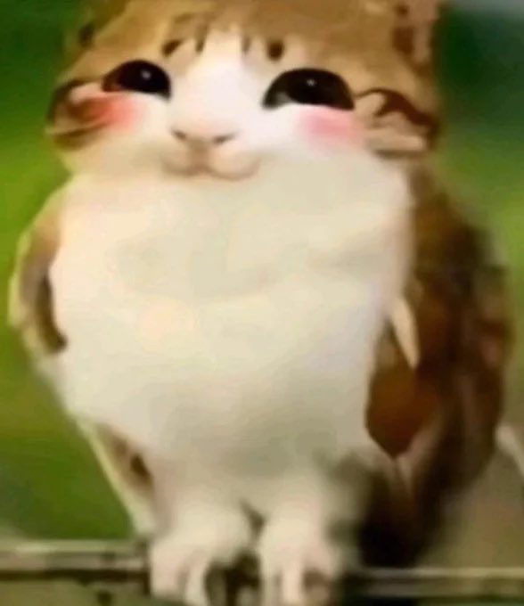 meowlposter's tweet photo. @meowl_cto @wrld_sol Yayyy https://t.co/OkSS9EKRKl