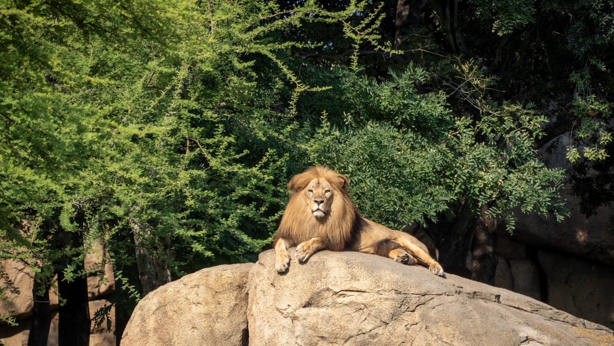 Bioparc's tweet photo. ¡Buenos días y #FelizSabado de naturaleza salvaje! https://t.co/Pjj4TXwfLs