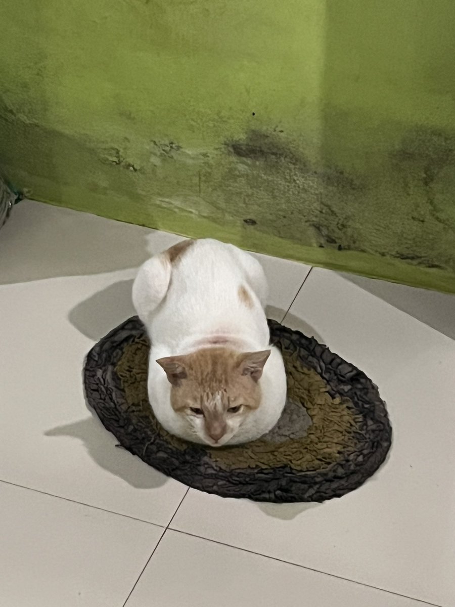 🥝 tweet media