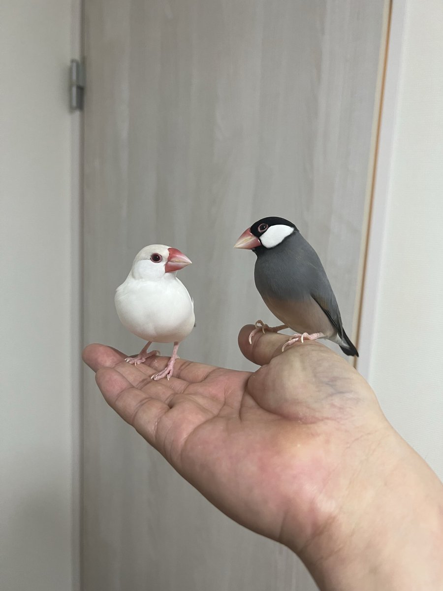 たぶん文鳥の世界に娯楽なんてほとんどなくて、食う飲む増える寝るに