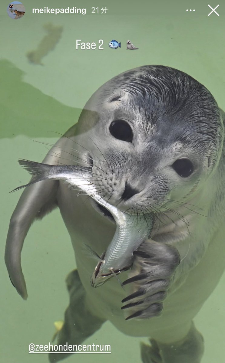 Y_azara_seal's tweet photo. Meikeさんの写真が良すぎる🥹
最高！最高！！

https://t.co/3pso76g46v
#アザラシ幼稚園 https://t.co/1wqzSDIPlH