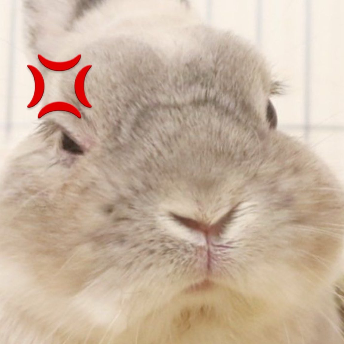 sionisrabbit's tweet photo. 💢💢💢 https://t.co/O9syd4czzr