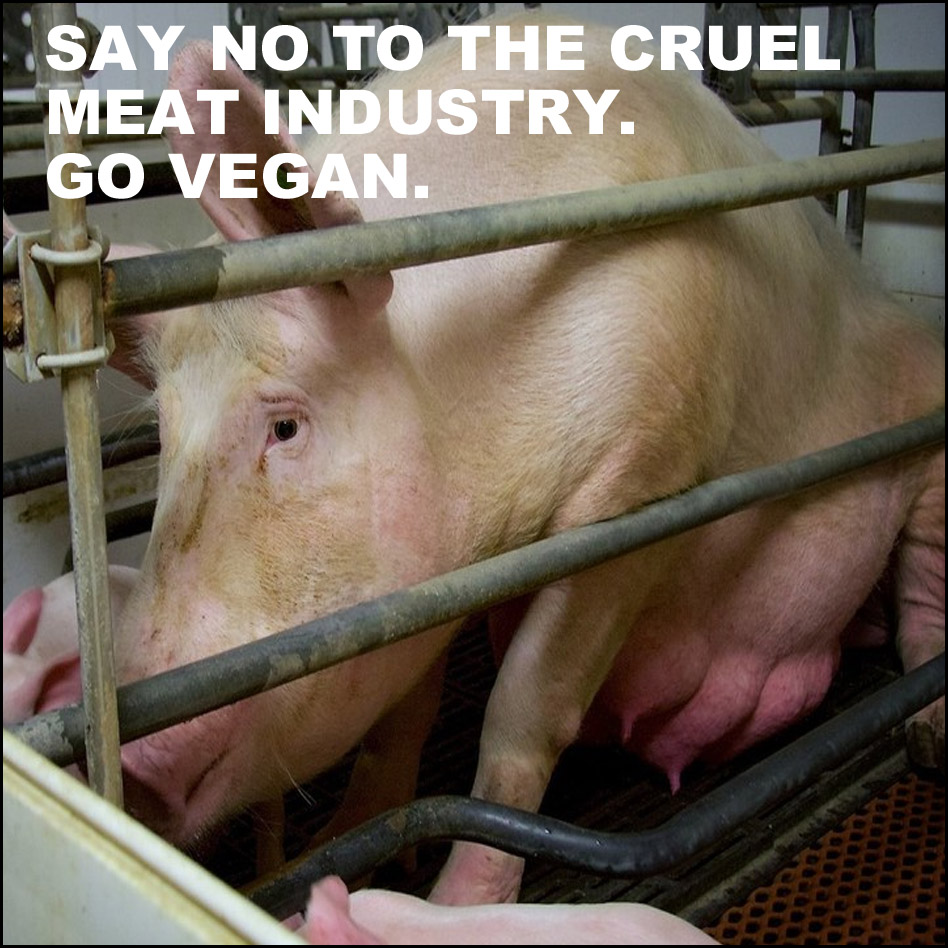 veganfuture's tweet photo. Say NO to the cruel meat industry. Go vegan https://t.co/xF7R6CksSB