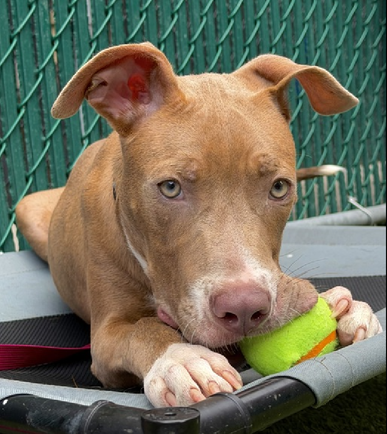 NMBewitched's tweet photo. #Friyay 
Puppie Cuteness 

Rodger that, Rodger Rodger 😍
It's okay, you can say it...everyone is thinking it 
AIIEEEEE!

#AdoptMe 
https://t.co/aHiv1OwHYW https://t.co/CAuwoUQmaN