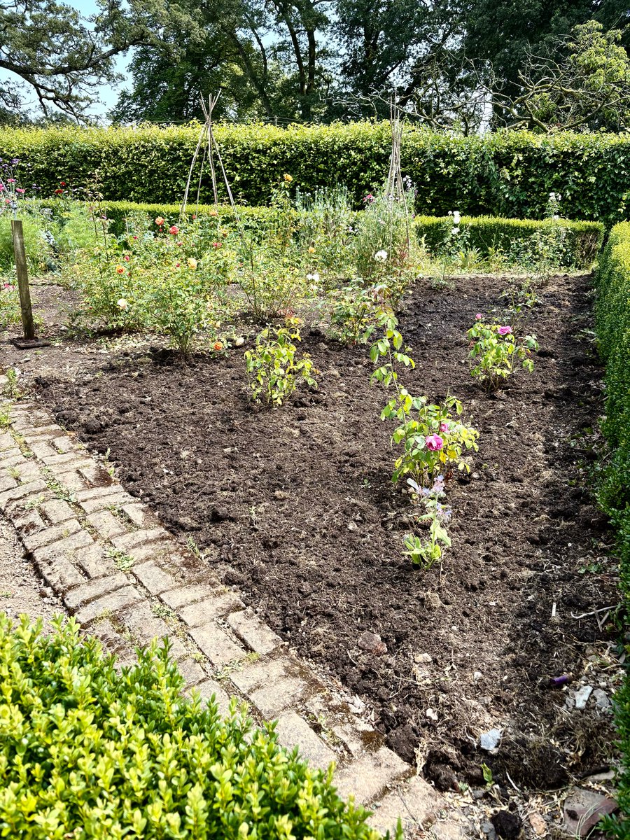 keithtesterliv1's tweet photo. It’s good stuff. I’d soaked around the roses then started to mulch with the manure. Half done ( too hot!) the rest next week. #manorhouse #manure #rosebed https://t.co/pyCTWHs0mS