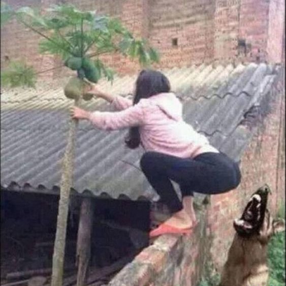 BaltarXinzo's tweet photo. Don't steal fruit from your neighbor; it could hurt.
Have a safe weekend. https://t.co/sl2jXLn1we