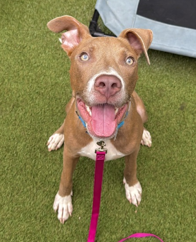 NMBewitched's tweet photo. #Friyay 
Puppie Cuteness 

Rodger that, Rodger Rodger 😍
It's okay, you can say it...everyone is thinking it 
AIIEEEEE!

#AdoptMe 
https://t.co/aHiv1OwHYW https://t.co/CAuwoUQmaN