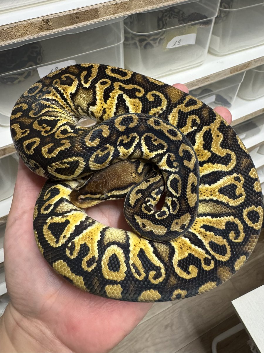 h2mreptiles's tweet photo. excellent… https://t.co/nA761Pf5z8
