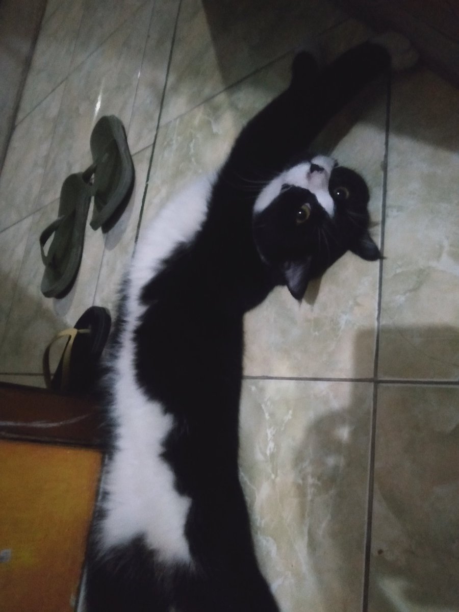 Zia1712's tweet photo. kucing batman, hari ini dia ngikutin mulu,mau gosok gigi  dia ngikut, ke kamar mandi dia ngikut sampe ditungguin depan pintu kamar mandinya. https://t.co/7JQFSrELBZ