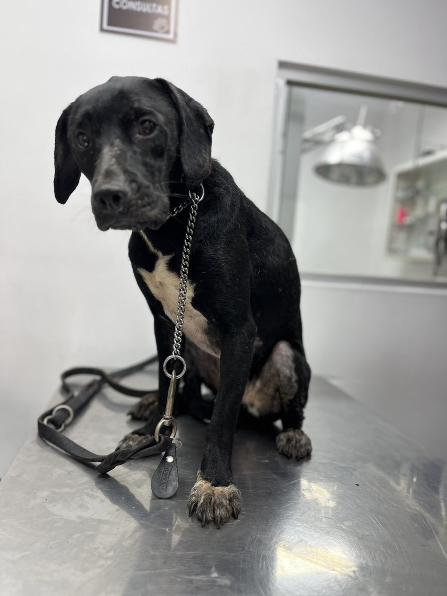 HELA_MORE's tweet photo. Nos faltan 20 padrinos de 100 pesos para pagar los gastos veterinarios de ayer.
(No van las esterilizaciones incluidas en este gastos,eso también nos falta cubrirlo 😔) 

¿Les ayudan? 🥺
También tenemos números de las rifas. https://t.co/2fjU5xIjfI