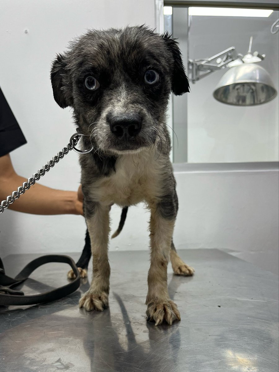 HELA_MORE's tweet photo. Nos faltan 20 padrinos de 100 pesos para pagar los gastos veterinarios de ayer.
(No van las esterilizaciones incluidas en este gastos,eso también nos falta cubrirlo 😔) 

¿Les ayudan? 🥺
También tenemos números de las rifas. https://t.co/2fjU5xIjfI