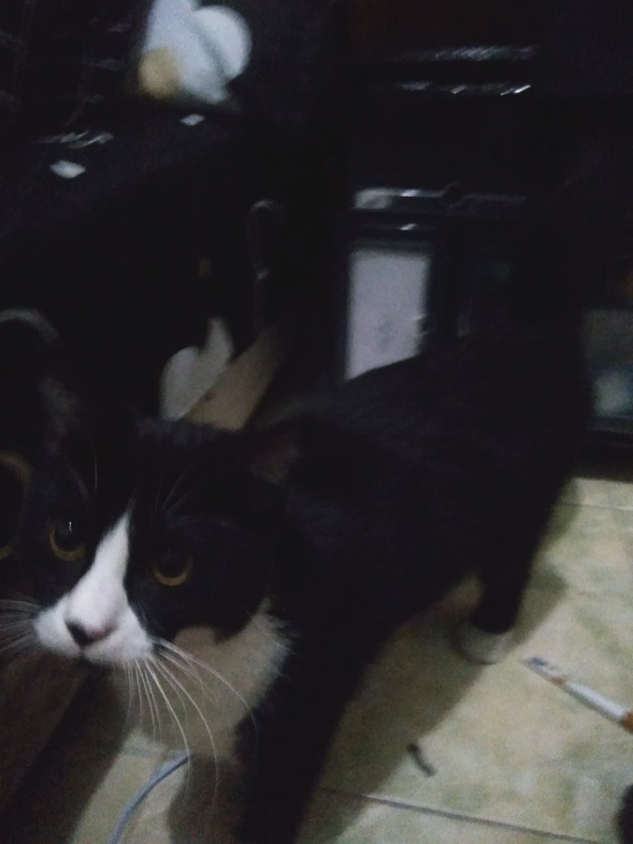 Zia1712's tweet photo. kucing batman, hari ini dia ngikutin mulu,mau gosok gigi  dia ngikut, ke kamar mandi dia ngikut sampe ditungguin depan pintu kamar mandinya. https://t.co/7JQFSrELBZ