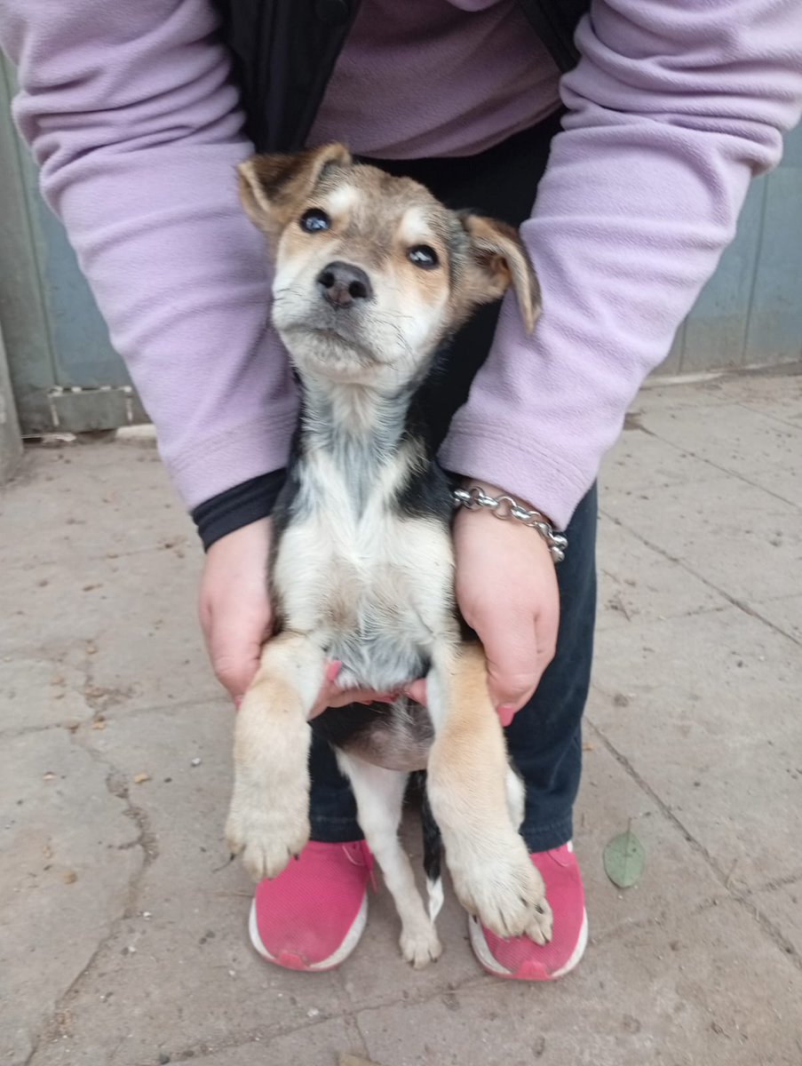 Ye94316774's tweet photo. Perritos rescatados 🐕 se necesita ayuda urgente 🆘️
Adopción o tránsito 🙏 https://t.co/xCgT6xK74T