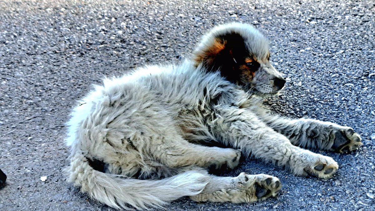 Veraxy66's tweet photo. Jedna mala čupava duša celi dan traži hlad ispod mog 🚛. Plašljiva i nepoverljiva. Dao joj da jede pa štucala i inda joj dao vode pa prestala. Ako neko ima volje da je pokupi i udomi.
Lepota se nalazi na novom carinskom terninalu u Visokom. https://t.co/ZtyasVhDqg