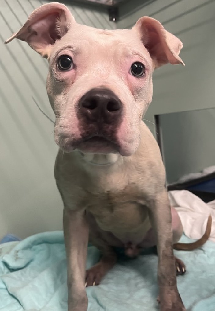 NMBewitched's tweet photo. Meet Ralphie
Well actually Ralph, but who would call him that? 
New PUPPY on the Block 
https://t.co/lB8E86Fviz 
#AdoptMe 

Only 6mos old
Unworthy of any notes🔥
Poor Baby all dirty but still curious &amp; a cutie https://t.co/5Gzcw8VadW