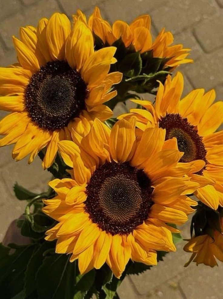 sunflowerchives's tweet photo. Tag someone who like sunflowers🌻 https://t.co/dOABA2P8Xm
