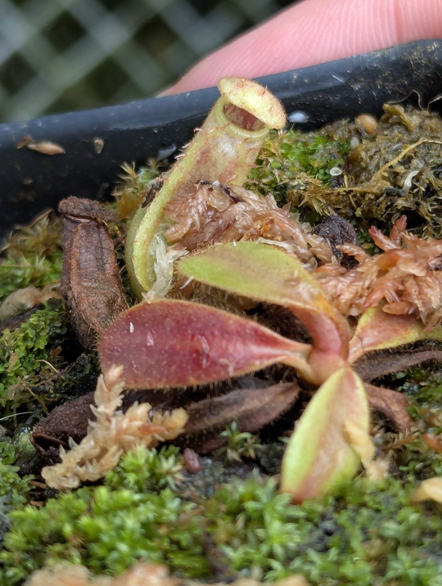 WiseExotics's tweet photo. Hose mt x Bario sg Veitchii Nepenthes 
My second of this I've grown https://t.co/bLuxRg7PYE