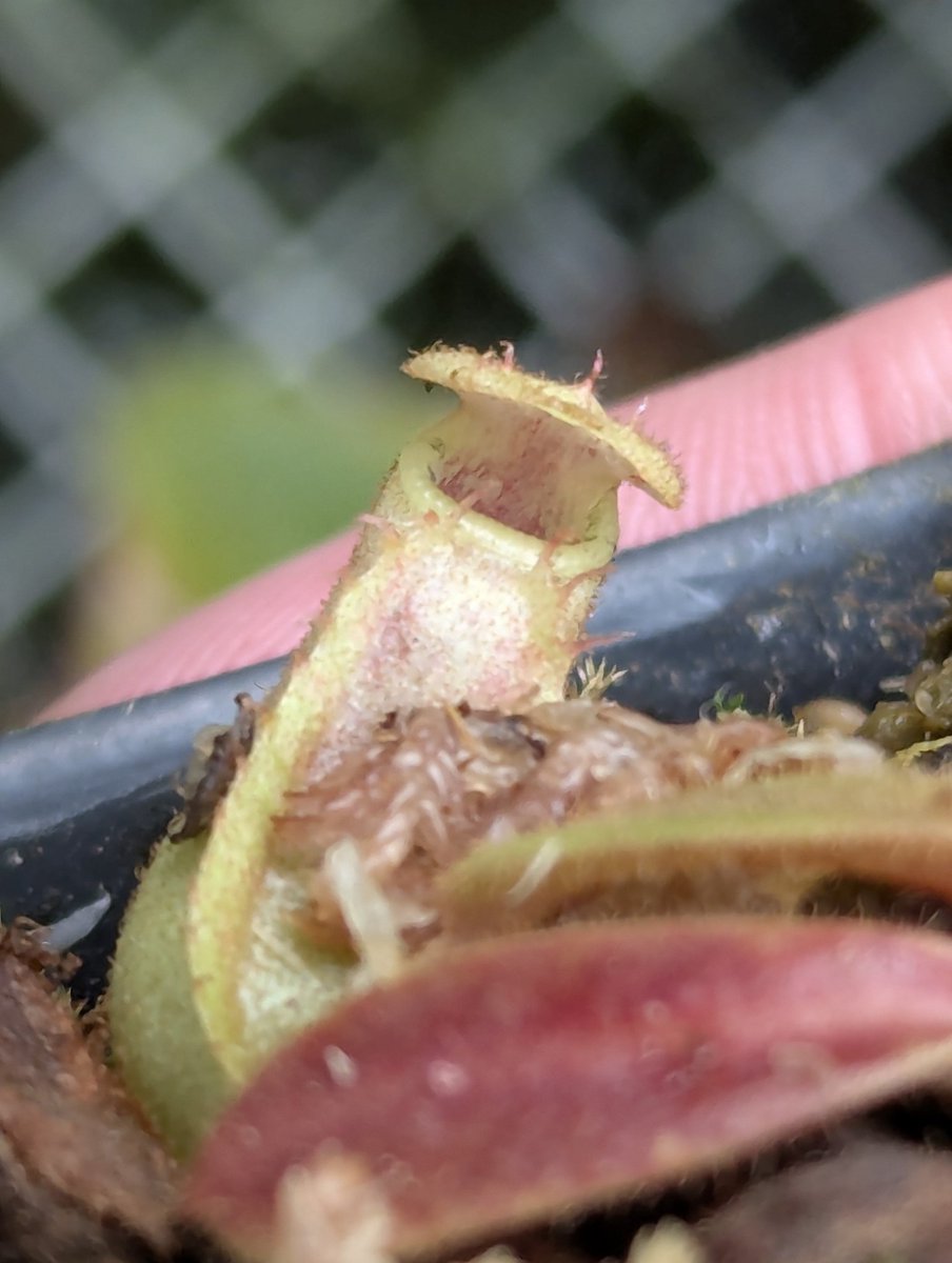 WiseExotics's tweet photo. Hose mt x Bario sg Veitchii Nepenthes 
My second of this I've grown https://t.co/bLuxRg7PYE