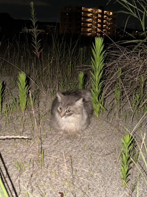 ma_itin's tweet photo. 愛知県天白区中砂公園で迷い猫のような猫を見つけました。毛並みも綺麗で、匂いも無臭。飼い猫かもしれないと思い投稿させていただきます。野良猫かもとも思いましたがそばによってきたりしました。※諸事情で保護できないですが情報提供として投稿しています。 #愛知県天白区  #迷い猫  #拡散希望 https://t.co/duVoz8ANHu