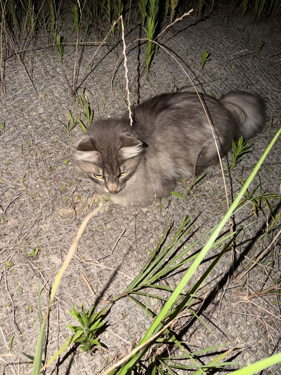 ma_itin's tweet photo. 愛知県天白区中砂公園で迷い猫のような猫を見つけました。毛並みも綺麗で、匂いも無臭。飼い猫かもしれないと思い投稿させていただきます。野良猫かもとも思いましたがそばによってきたりしました。※諸事情で保護できないですが情報提供として投稿しています。 #愛知県天白区  #迷い猫  #拡散希望 https://t.co/duVoz8ANHu