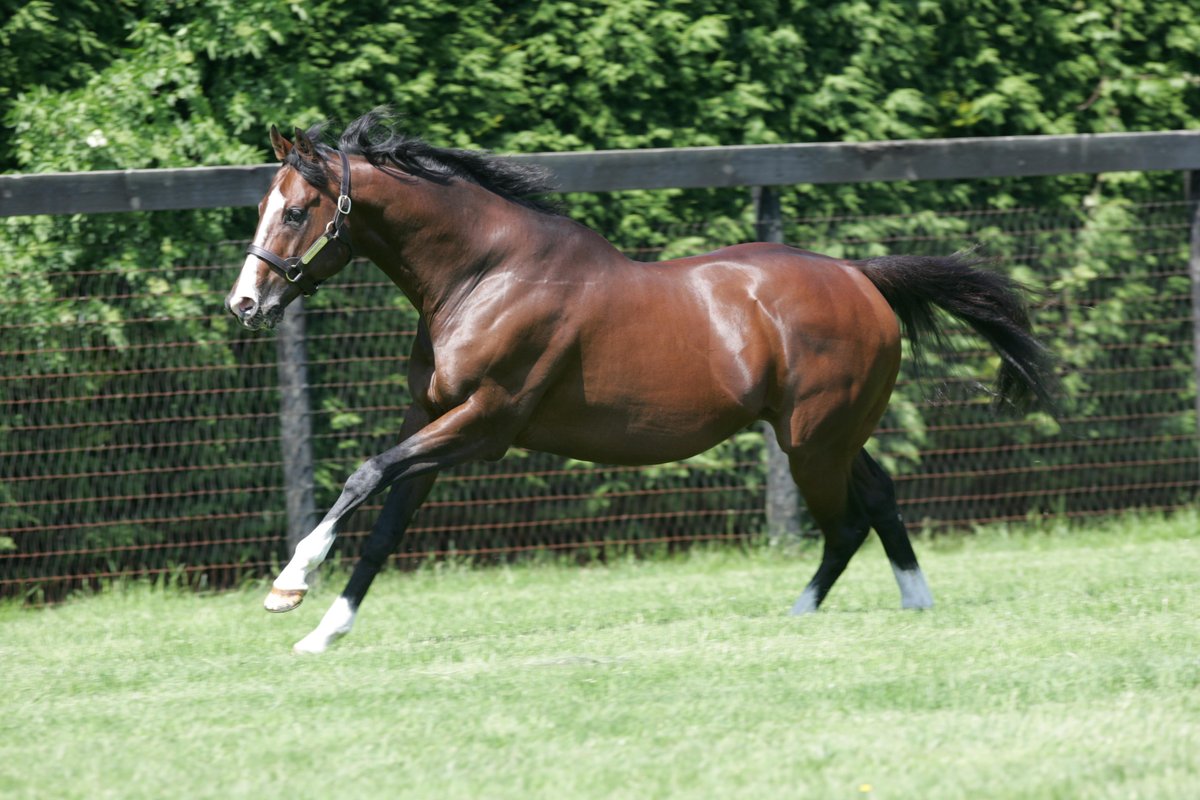 JuddmonteFarms's tweet photo. It is with great sadness that Juddmonte announce the passing of Zamindar at the age of 32.

"We remember him for his power and size but above all else it was his amazing character that meant so much to those that worked closely with him."

Read more ➡️ https://t.co/k5M5BCFNMN https://t.co/lyjM9LljJQ