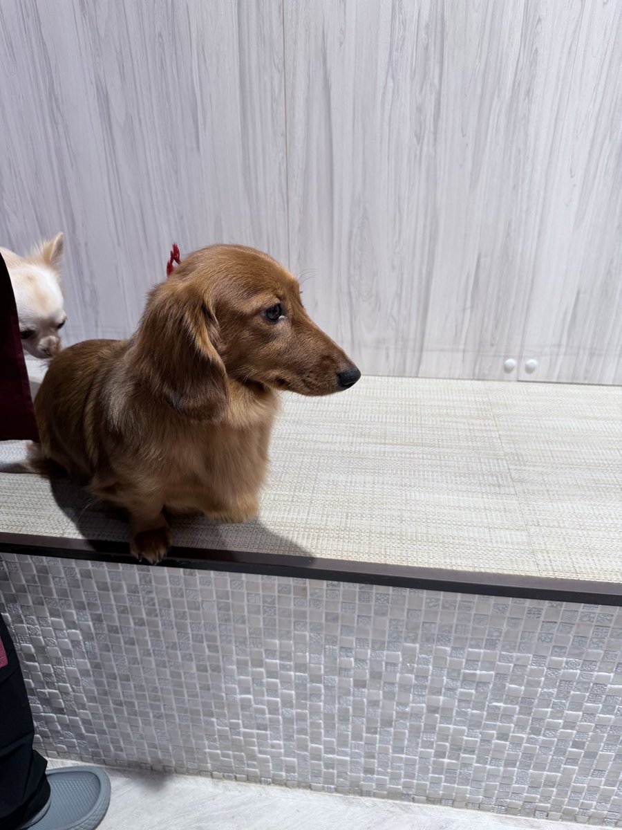 chapipi______'s tweet photo. 可愛すぎた！
犬カフェ🐶 https://t.co/rqoptiXg9z
