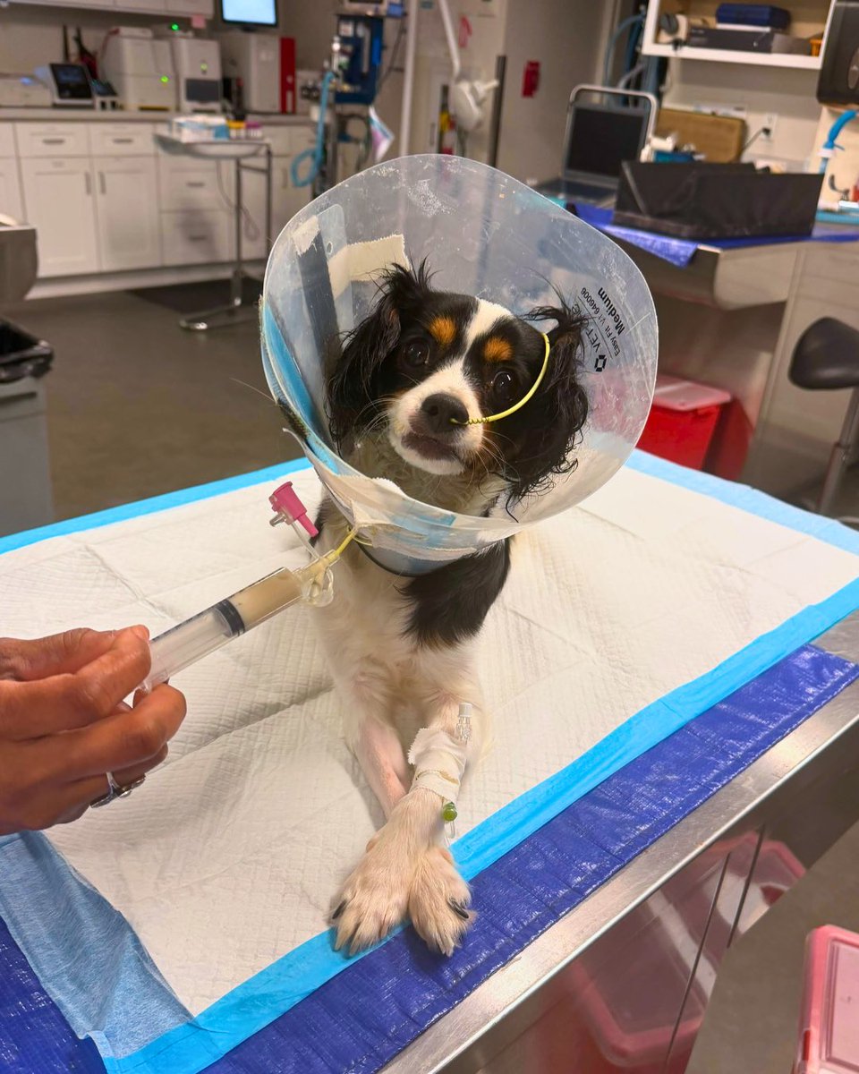 dog_rates's tweet photo. This is Kennedy. She arrived at the rescue suffering from a life-threatening intestinal infection that requires emergency hospitalization. She needs supportive care to survive, including IV fluids, antibiotics and a feeding tube. You can help her below ❤️‍🩹

https://t.co/NwiYAbB1BT https://t.co/kqjgxN8WDX