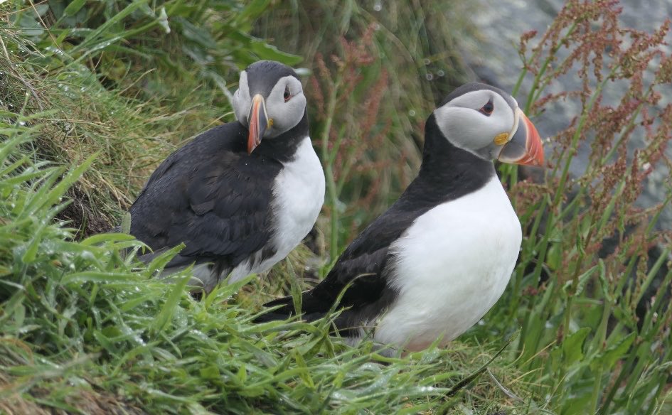 RusselWarren2's tweet photo. Couple more shots of Puffins on Lunga during our recent trip. @turus_mara @rspb @carlbovisnature #lunga #mull #scotland https://t.co/OWThNqFEtc