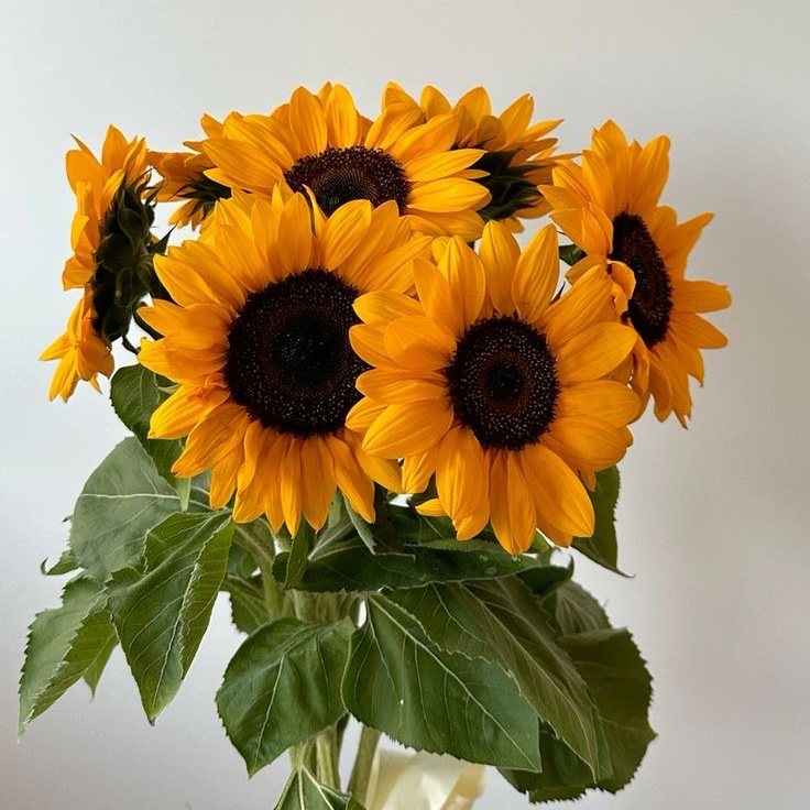 sunflowerchives's tweet photo. Who else feels happier when they see sunflowers? https://t.co/NYJs7elVD1