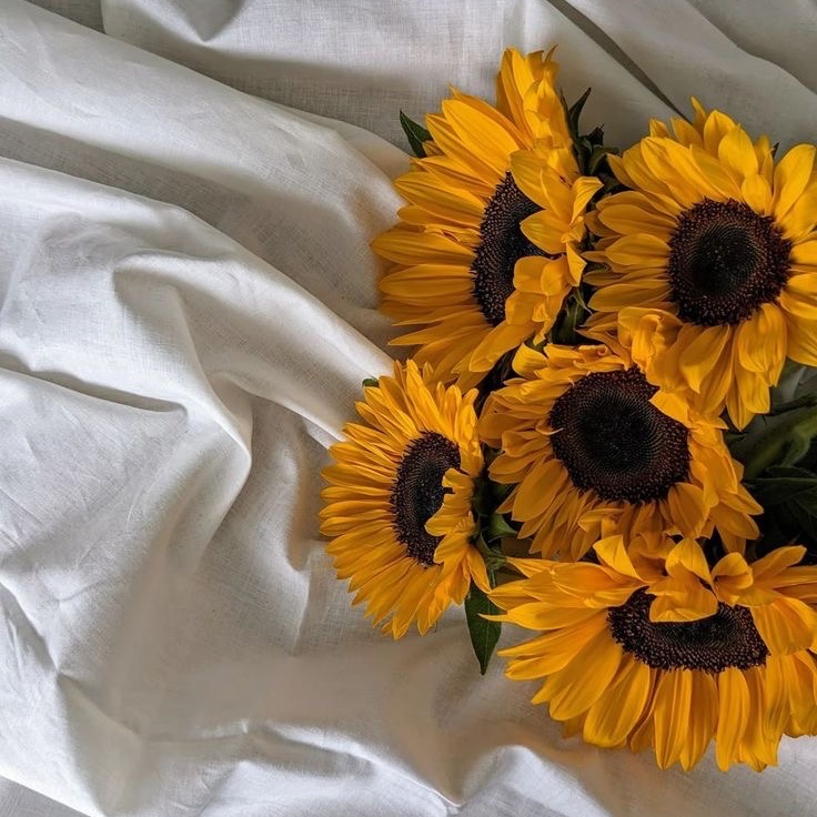 sunflowerchives's tweet photo. Who else feels happier when they see sunflowers? https://t.co/NYJs7elVD1