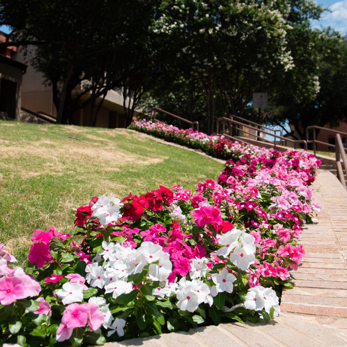 dallascollegetx's tweet photo. Stop (scrolling) and smell the flowers from our Eastfield Campus this morning. https://t.co/GerekKFfFV