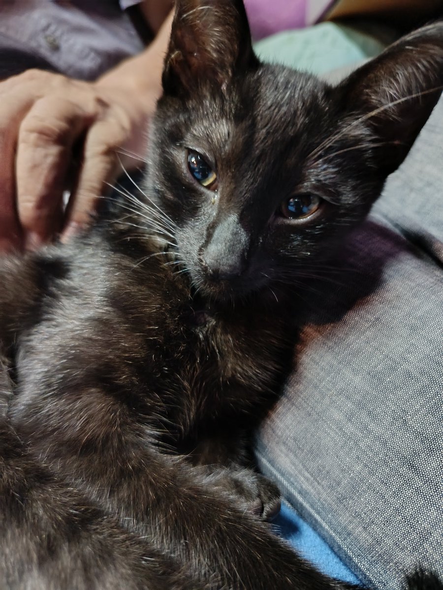 terukiing's tweet photo. we believe his previous owners moved and left him behind 🥲 he's literally a baby, I don't understand at all... but he seems happier and settled in now so I'm glad we found him https://t.co/gGPtnl9D3N