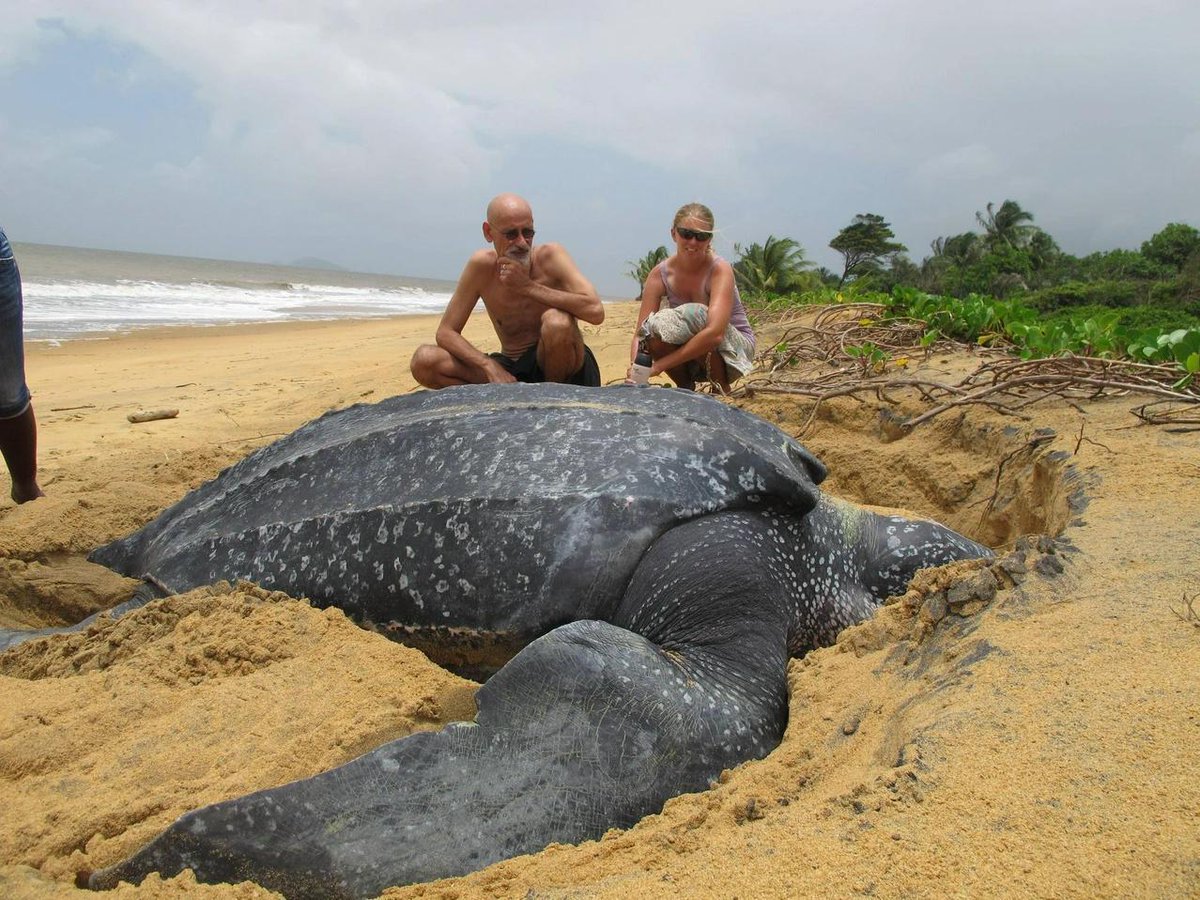 absoluteunits_x's tweet photo. Absolute units of a turtle
#awesome #big #absoluteunits https://t.co/Ch7ZeyDjeA