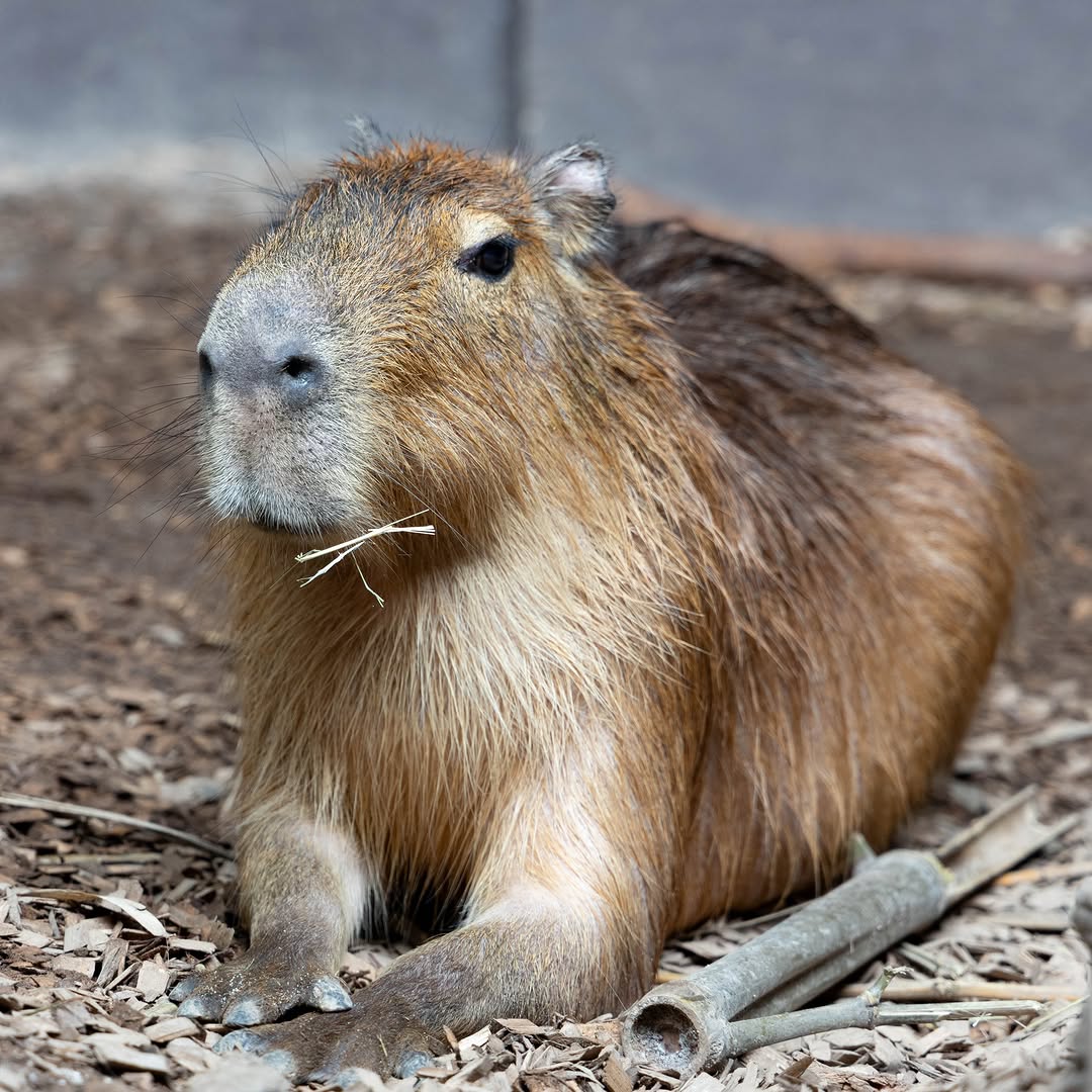 カピバラページ xのカピバラ (@CapybarasOnX) / Posts / X