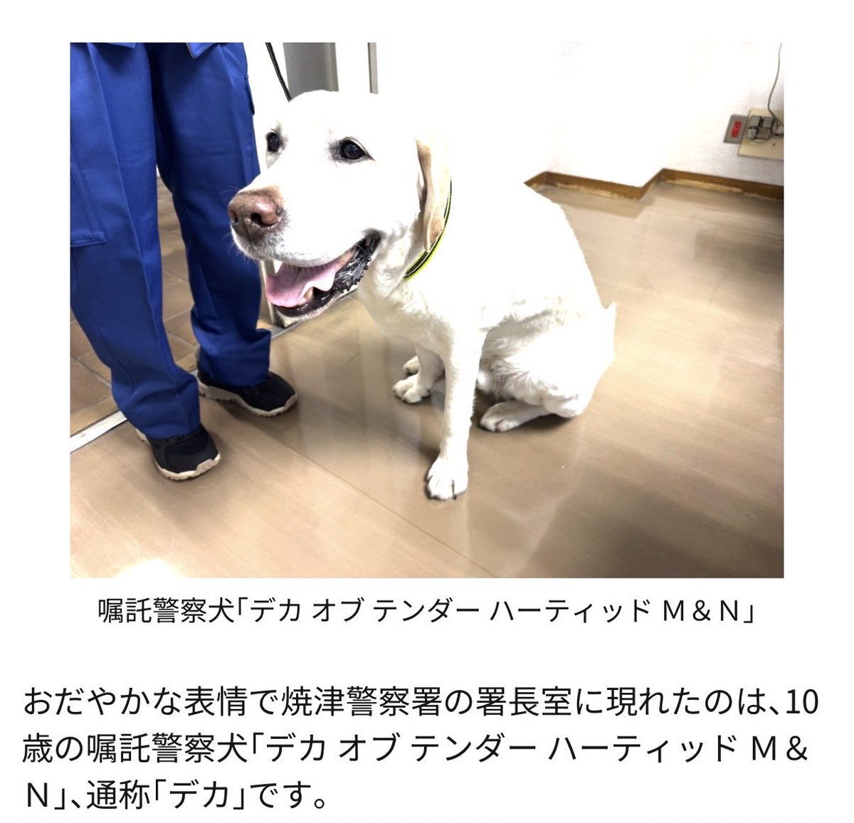 imykttk's tweet photo. 嘱託警察犬
1分で発見
Tender-hearted 直訳「優しい心を持った」
通称「デカ」 

素晴らしすぎ👏＆お名前最高 https://t.co/fdHOvxCK0Z