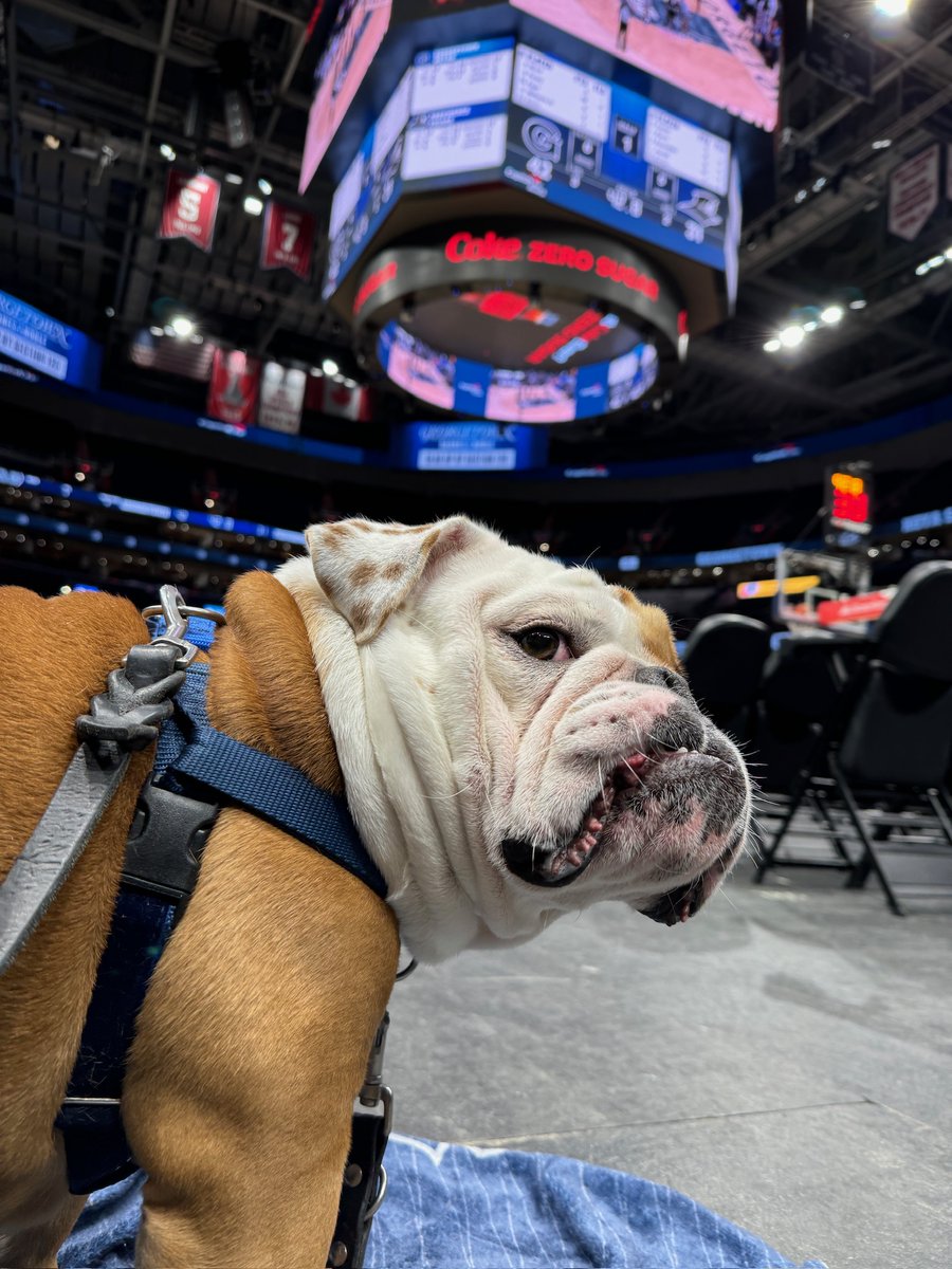 Jack the Bulldog tweet media