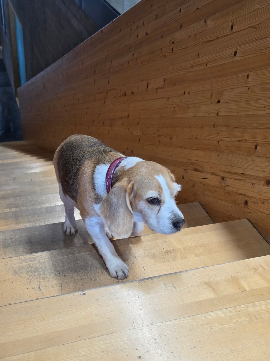 Whitefoxre's tweet photo. Today's deadlift concluded this week pbs (1 rep max):
100kg bench
180kg squat
160kg deadlift
also, we had office dog visit / inspection, so it was a really good day! 😸 https://t.co/4OydIuyKvr