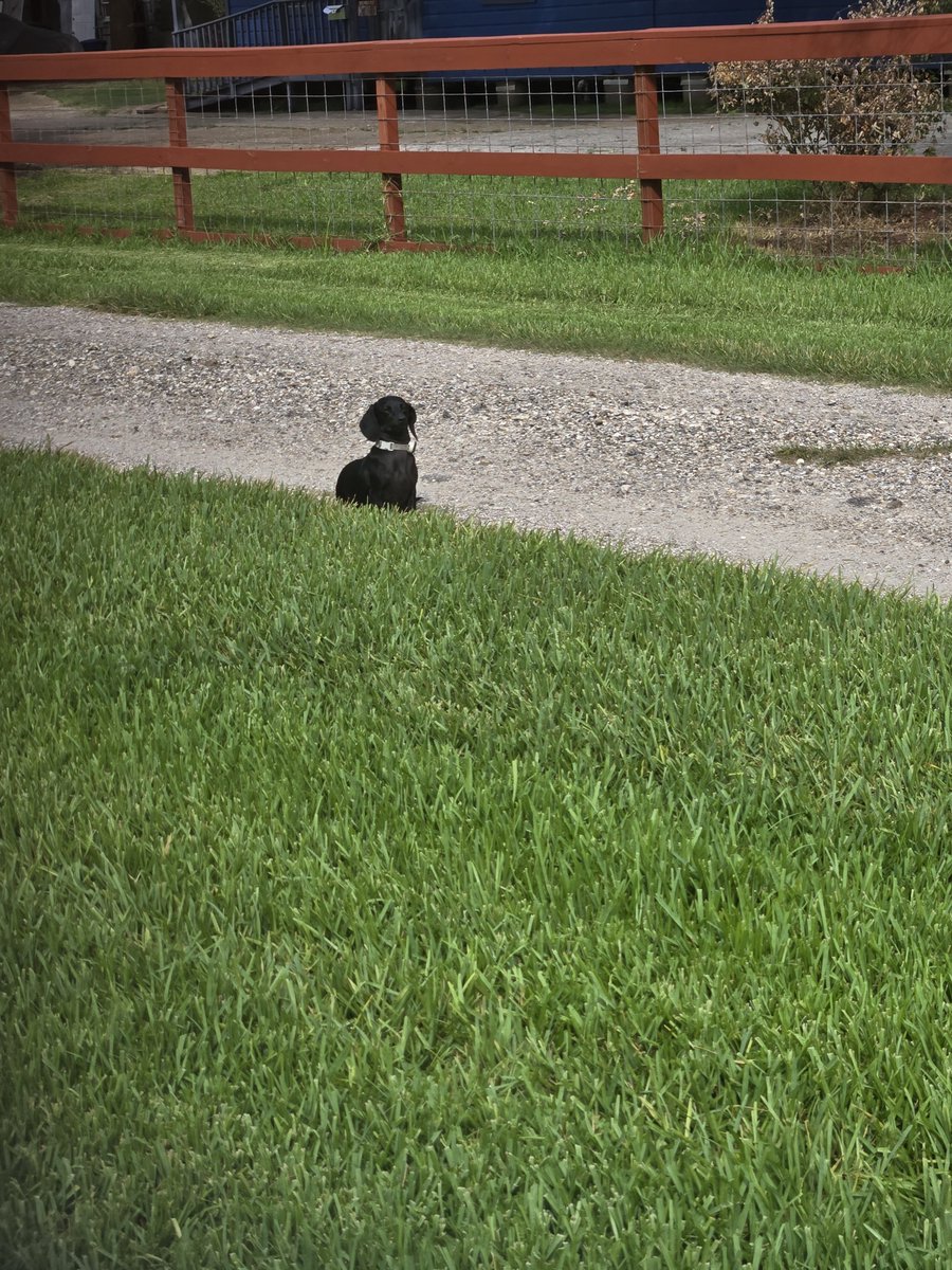 Geosmart63's tweet photo. She keeps guards 💂‍♀️ over her master....
She is a furry little dog.. https://t.co/WTwwFvt7eg