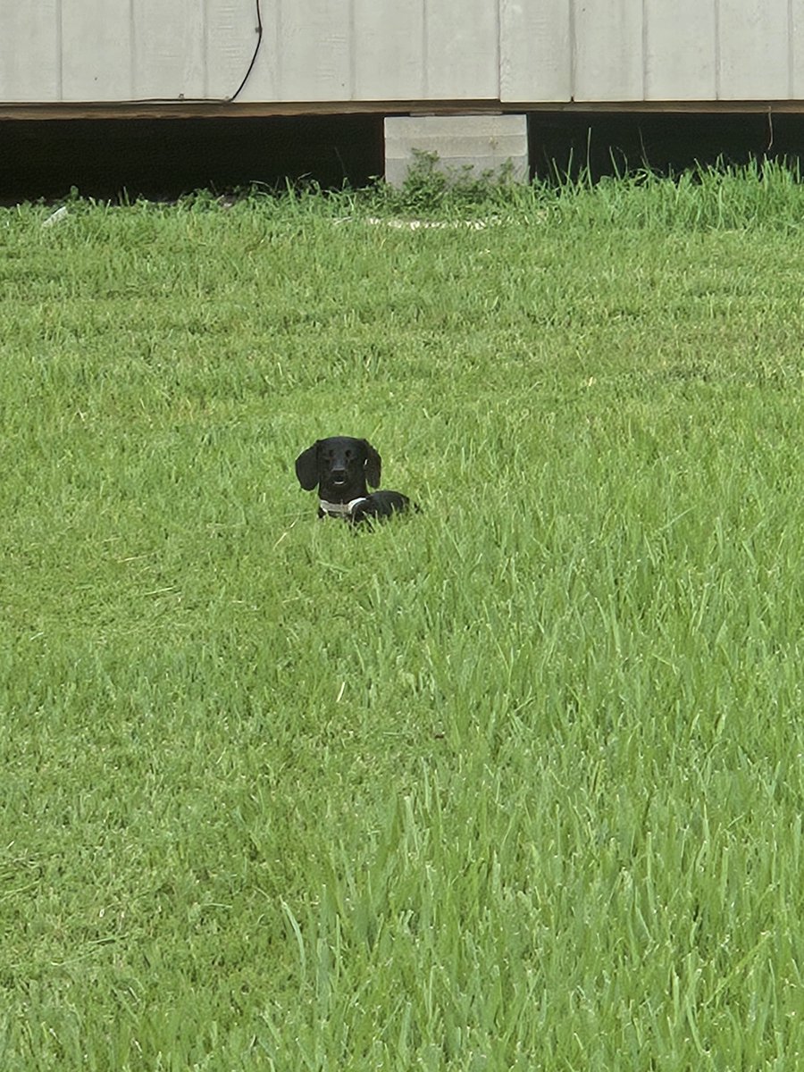Geosmart63's tweet photo. She keeps guards 💂‍♀️ over her master....
She is a furry little dog.. https://t.co/WTwwFvt7eg