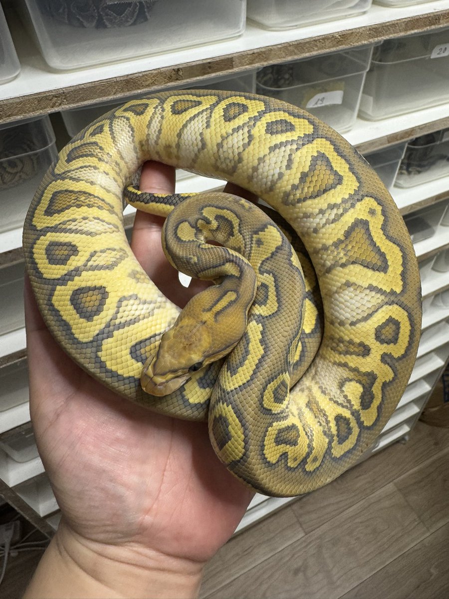 h2mreptiles's tweet photo. ハヤブサ
スプリット
ゴースト
クラウン

三重劣性みたいなもんです https://t.co/TwPCqBkeHS