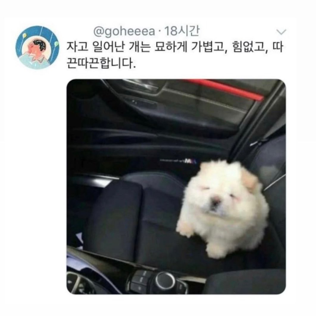 myyfavpuppy's tweet photo. 나이런개를알아.... https://t.co/oMjCX7aJfb