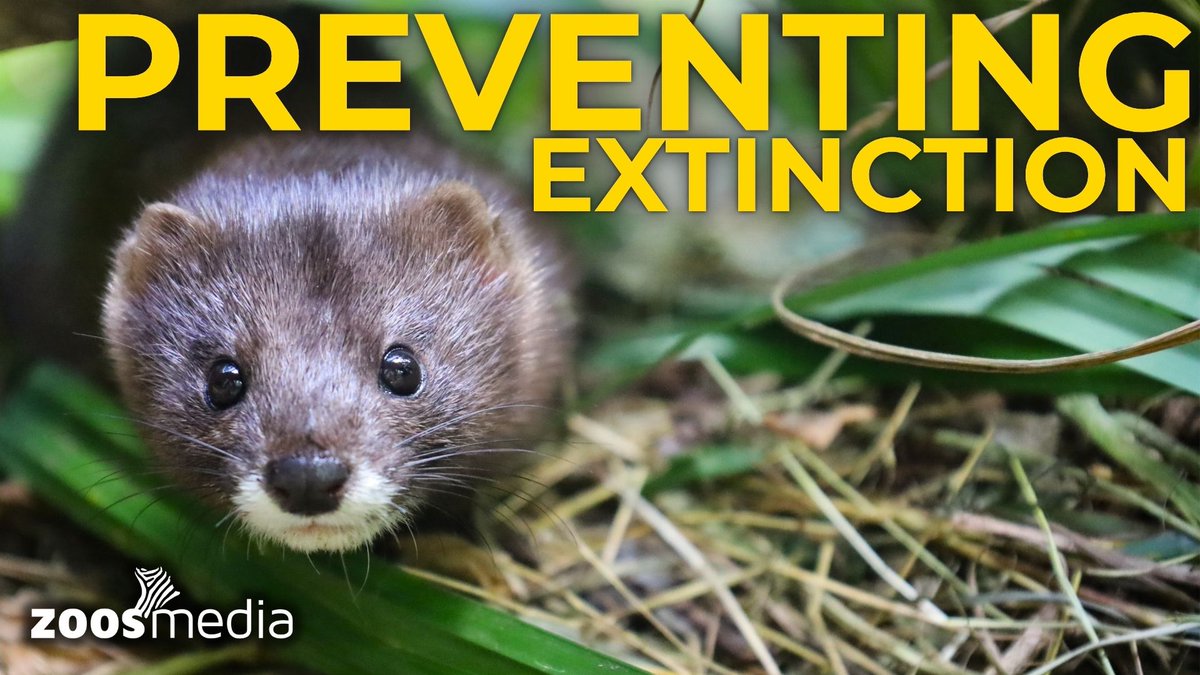 zoosmedia's tweet photo. Litter of 5 at Moenchengladbach Zoo! 😍 European mink offspring for conservation
▷ https://t.co/ydhkdYX6wb
Find out more with Dr. Katrin Ernst.
#MoenchengladbachZoo #EuropeanMinks #Conservation #Zoos #EuroNerz #Moenchengladbach #ZoosMedia #BabyAnimals #ZoosMatter 🦓 https://t.co/n4rRMyPOqD