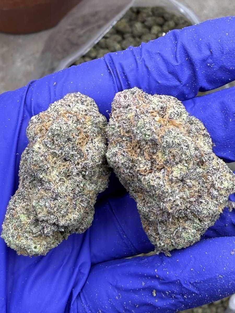 NiftyMinistry's tweet photo. #weed #cannabisclub #coffeeshop #stoned #ganja #marijuana #highlife #indica #sativa #kush #kushlover #cannabis #amsterdam #barcelone #cannabiscup #terpene #terpz https://t.co/ISmeZ0wOQv
