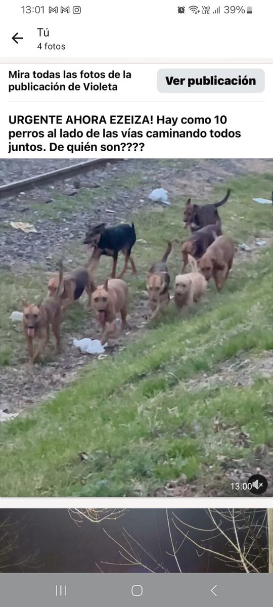 RaquelMait's tweet photo. SE INCENDIO UNA CASA EN EZEIZA Y TODOS LOS PERRITOS QUEDARON A LA DERIVA…. ES EN LA CALLE Jujuy 1037. Ezeiza. COPIO PEDIDO DESESPERADO DE AYUDA:Se incendió la casa,y quedaron 10 perros a la deriva URG TRANSITOS LINK https://t.co/OIYxaf0fDw https://t.co/m0qKkGOuOe