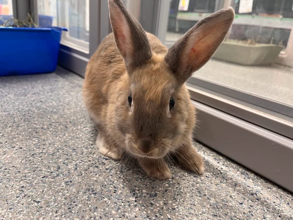 RabbitNetwork tweet picture