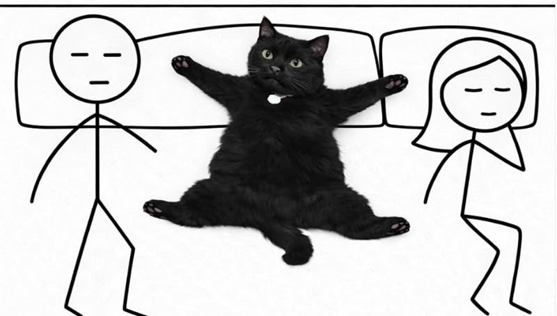 blackscats's tweet photo. "He's small, he won’t take up much room on the bed"

My cat : https://t.co/wMOVO33hkt