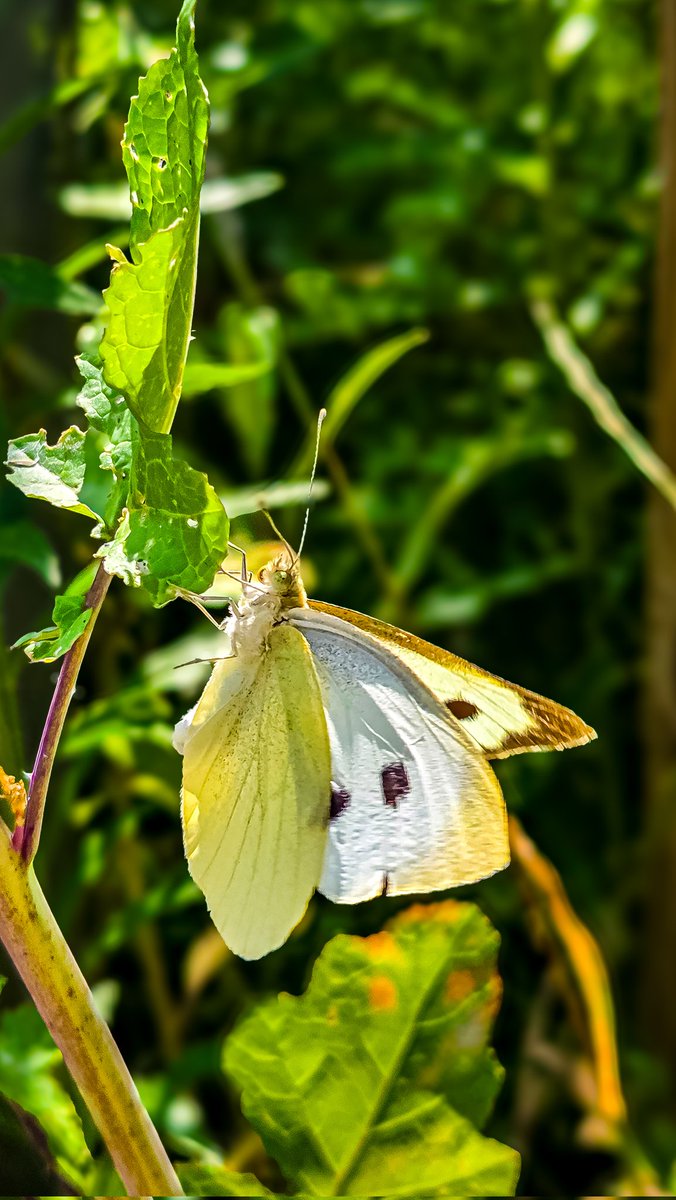 MRXdcze's tweet photo. Good evening everyone β¨οΈππ» have a great Friday/weekend with the Large White or Cabbage Butterfly (Pieris brassicae), in Dutch π³π± Groot Koolwitje π¦
#GoodEveningX #FridayMotivation
#LargeWhite #PierisBrassicae #grootkoolwitje #Butterfly #vlinders #gknfotografie https://t.co/3fyHmGUWlx