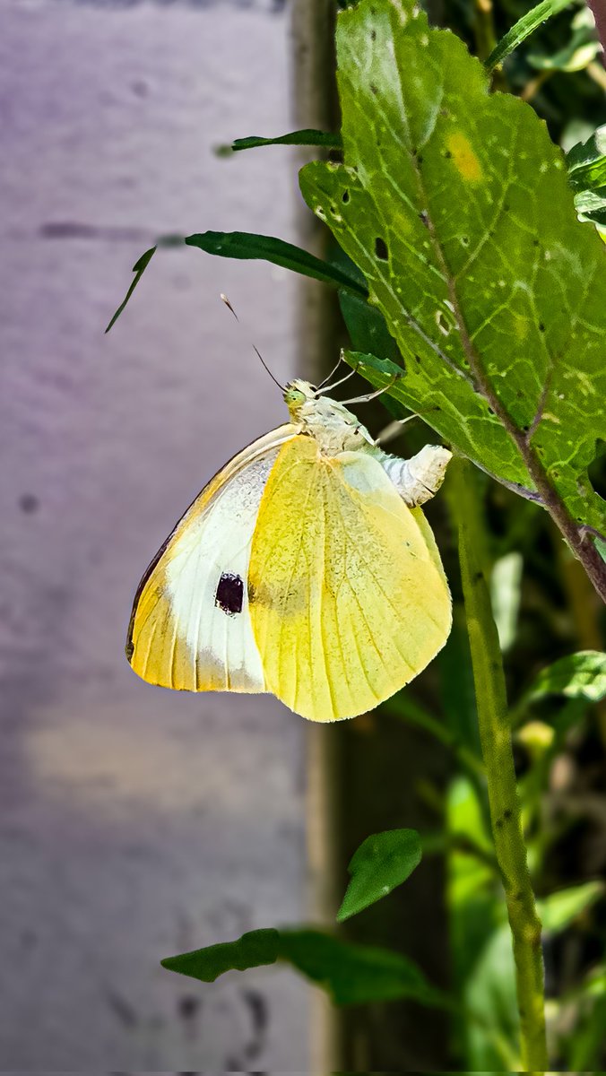 MRXdcze's tweet photo. Good evening everyone β¨οΈππ» have a great Friday/weekend with the Large White or Cabbage Butterfly (Pieris brassicae), in Dutch π³π± Groot Koolwitje π¦
#GoodEveningX #FridayMotivation
#LargeWhite #PierisBrassicae #grootkoolwitje #Butterfly #vlinders #gknfotografie https://t.co/3fyHmGUWlx
