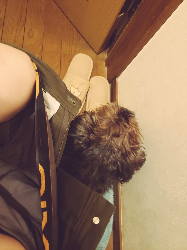 da0daodao's tweet photo. トイレ入ってたら絶対中まで入ってくるし、あぐらかいてたら絶対乗っかってくる子だった😭 https://t.co/yOZwO9D4tL